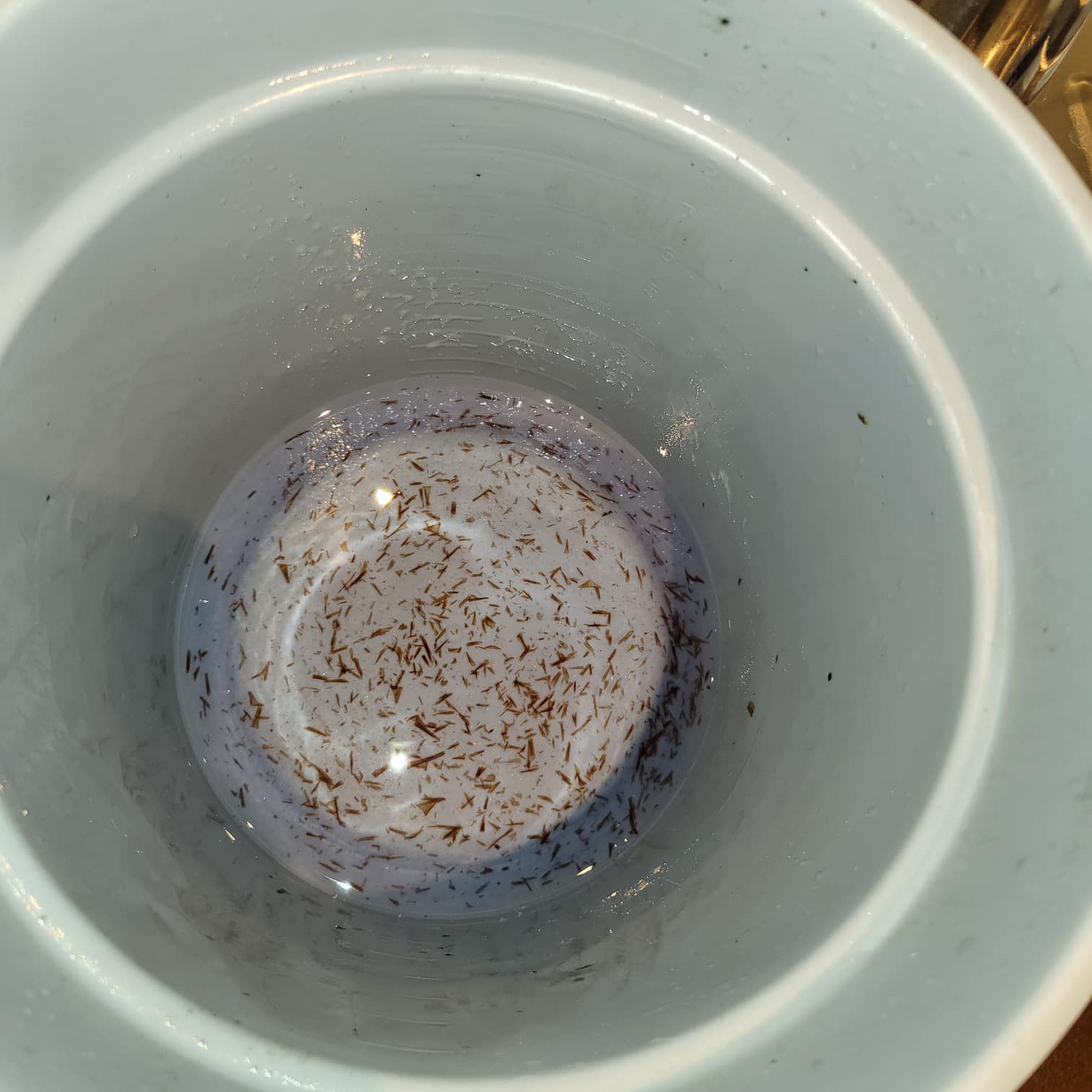 Yeast buildup flushed from dirty draught beer lines
